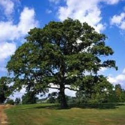 James Skinner Photo 35 James Skinner Photo 35