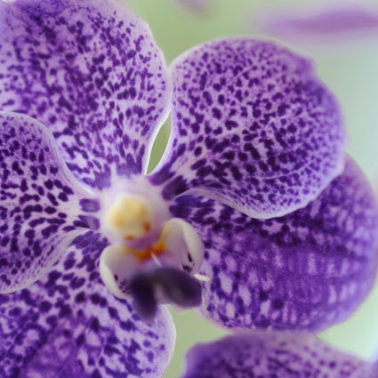 Debra Howell Photo 21