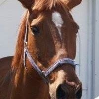 Doug Shepherd Photo 29