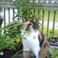 Rebecca Stout Photo 10