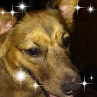 Susan Seymour Photo 13