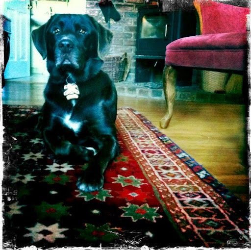 Jesse Isaacs Photo 14