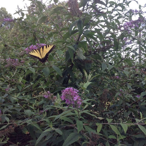 Cheryl Johnston Photo 35