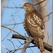 David Hawk Photo 19