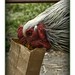 Richard Crow Photo 27