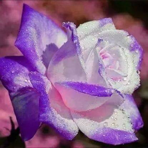 Tracy Neal Photo 40 Tracy Neal Photo 40