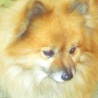 Diane Fields Photo 24