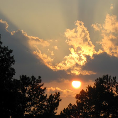 Ann Root Photo 7