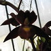 Donna Wise Photo 19