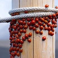 Cindy Story Photo 19