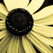 Susan Grow Photo 11