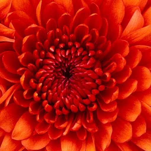 Marilyn Reed Photo 39