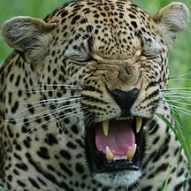 Harry Simon Photo 37 Harry Simon Photo 37