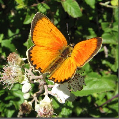 Sally Blake Photo 39 Sally Blake Photo 39