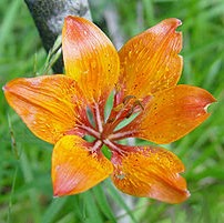 Elizabeth Cuellar Photo 24