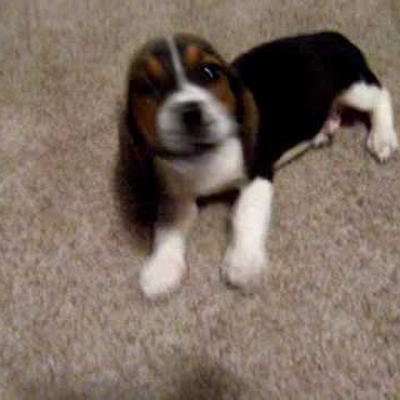 David Chenault Photo 38 David Chenault Photo 38