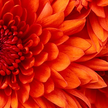 Angela Mendenhall Photo 11