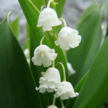 Susan Peter Photo 19