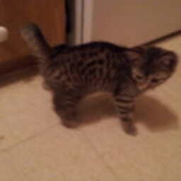 Cheryl Horn Photo 17