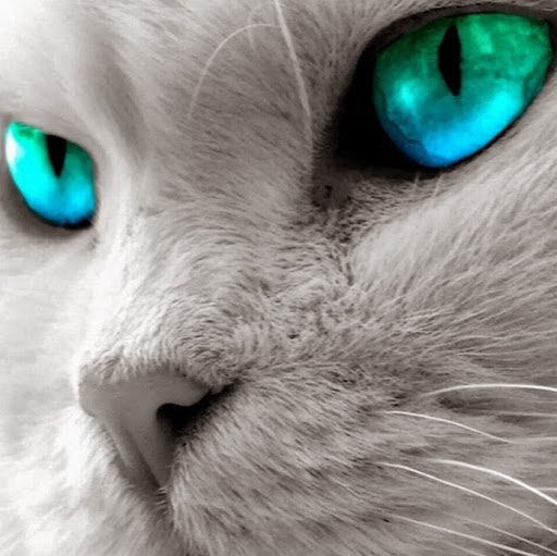 Robin Shane Photo 11