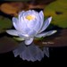 Kathy Whiting Photo 12