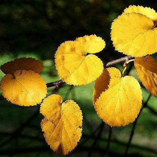 Duane Perry Photo 38