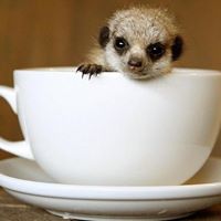 Dorothy Morrow Photo 11