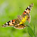 Cynthia Winters Photo 15