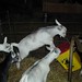 Linda Wicker Photo 35