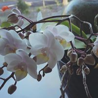 Claire Shea Photo 34