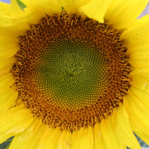 Teresa Haas Photo 11