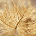 Sharon Carlson Photo 19