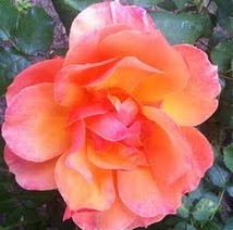 Nancy Friedman Photo 29