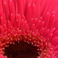 Christine Kemp Photo 18