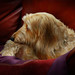 Cyndy Long Photo 2