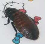 Victor Gomez Photo 47 Victor Gomez Photo 47