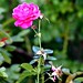 Rose Fleming Photo 24
