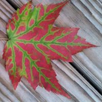 Frances Colon Photo 9