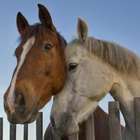 Cynthia Betz Photo 14