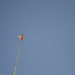 David Mauck Photo 25