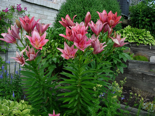 Susan Sadler Photo 23