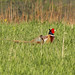 Susan Ramey Photo 35