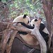 Hua Bai Photo 23