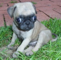 Alisa Phipps Photo 4