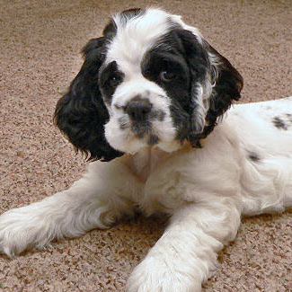 Janis Lewis Photo 14