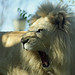 Bobby Manes Photo 11