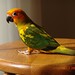 Ollie Green Photo 32