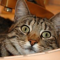 Joanne Bruner Photo 4