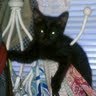 Susan Crabtree Photo 33