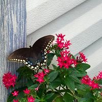 Linda Shea Photo 22